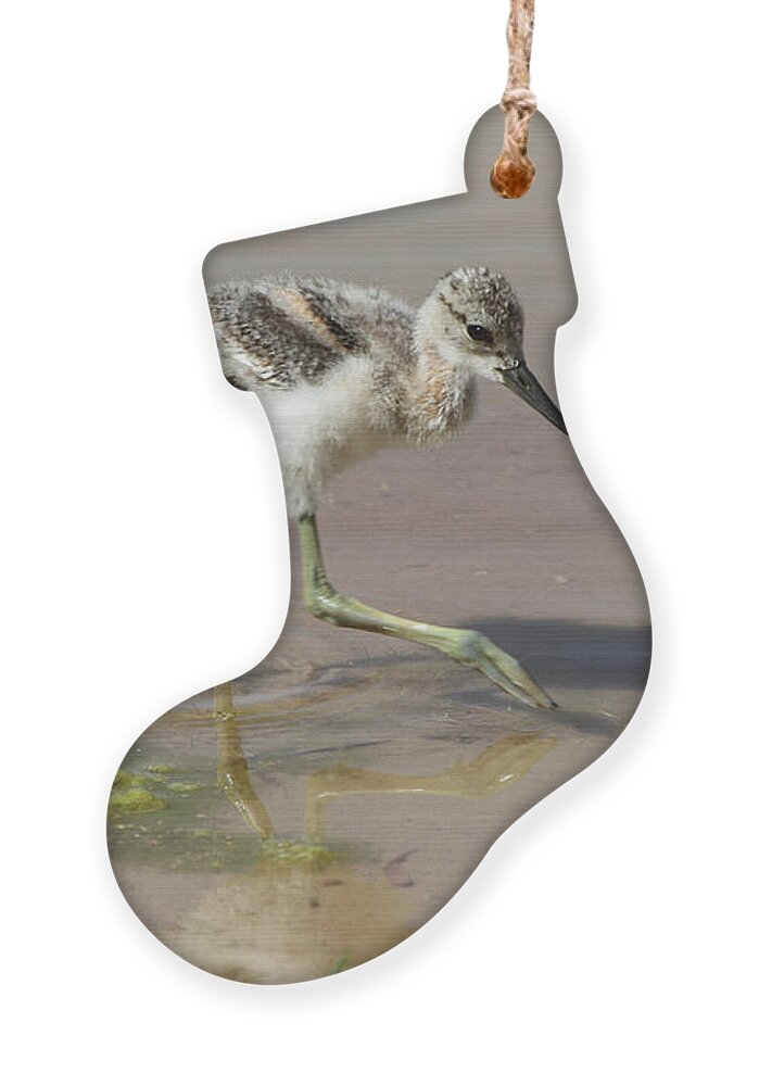 American Avocet Ornament featuring the digital art American Avocet Chick by Tom Janca