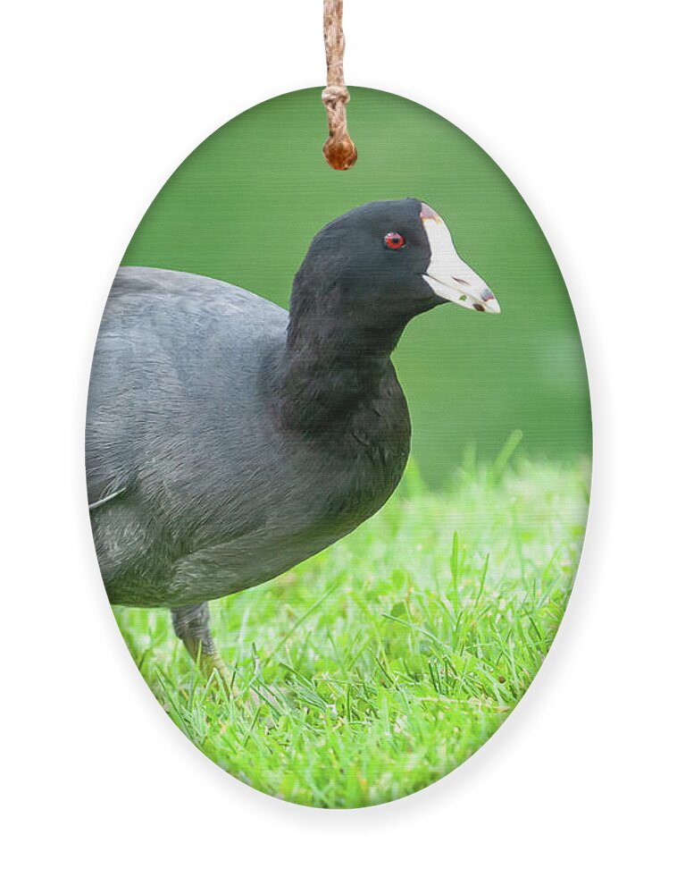 Adult Ornament featuring the photograph American Coot Grazing in the Grass by Jeff Goulden