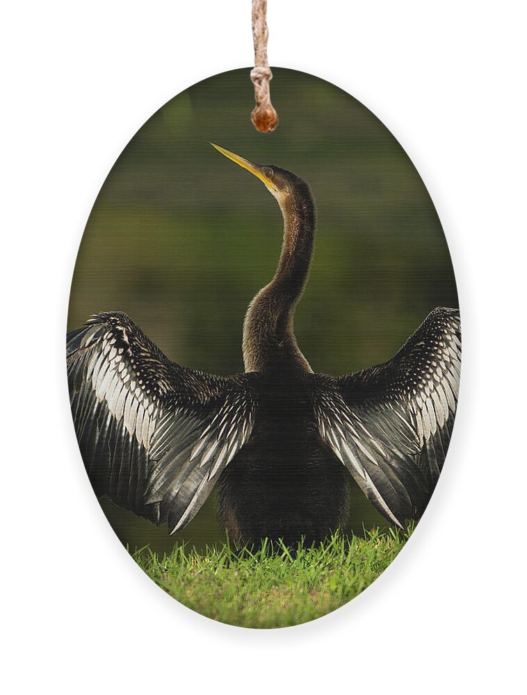 Birds Ornament featuring the photograph American Darter by Larry Marshall