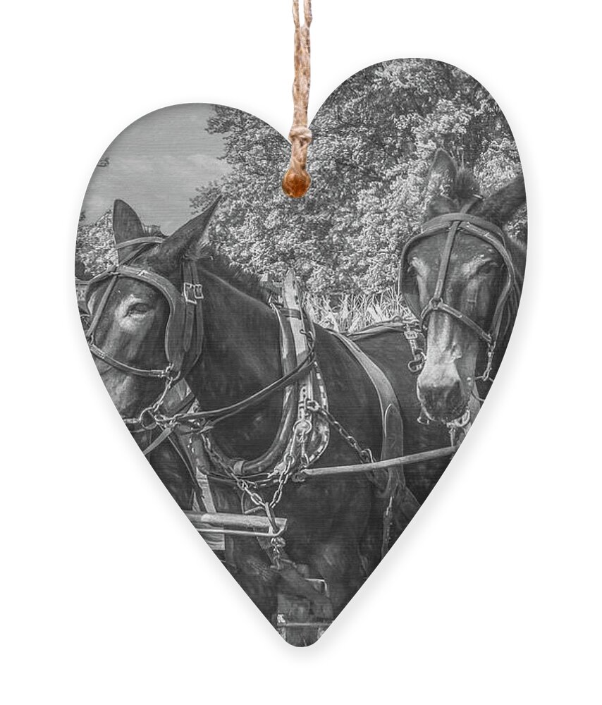 Horses Ornament featuring the photograph Amish Corn Harvest, Lancaster County by Marcy Wielfaert