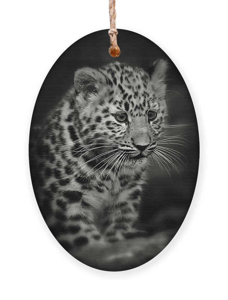 Amur Ornament featuring the photograph Amur Leopard Cub - Sepia by Chris Boulton