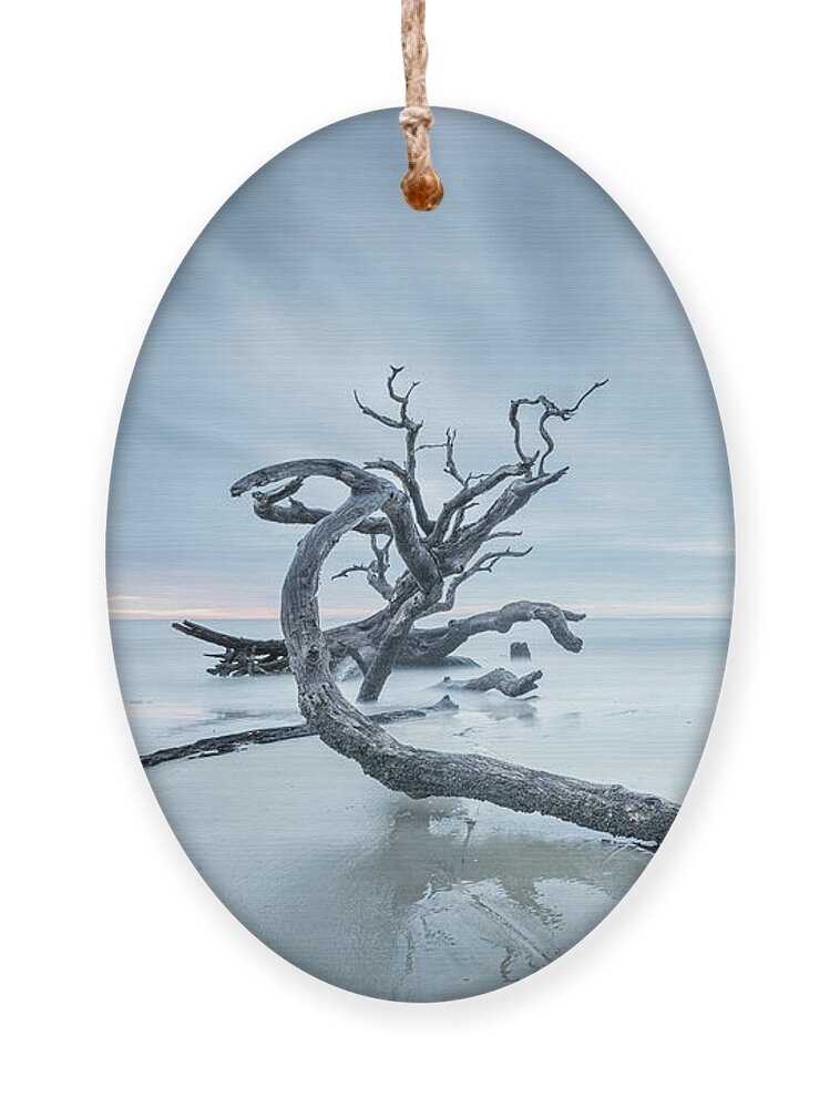Driftwood Beach Ornament featuring the photograph Ancient Driftwood by Jordan Hill