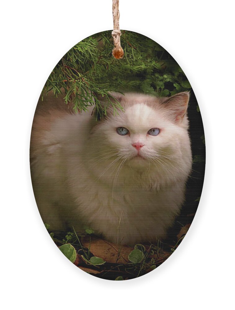 Cat Ornament featuring the photograph Animal - Cat - Hidden comfort by Mike Savad