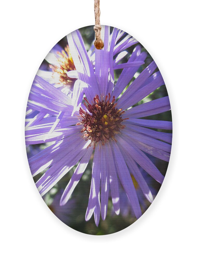 Aster Ornament featuring the photograph Aromatic Aster by W Craig Photography