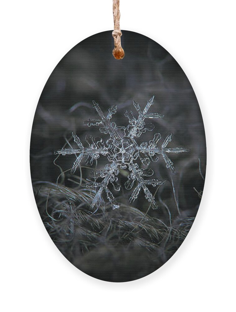 Snowflake Ornament featuring the photograph Snowflake 2 of 19 March 2013 by Alexey Kljatov