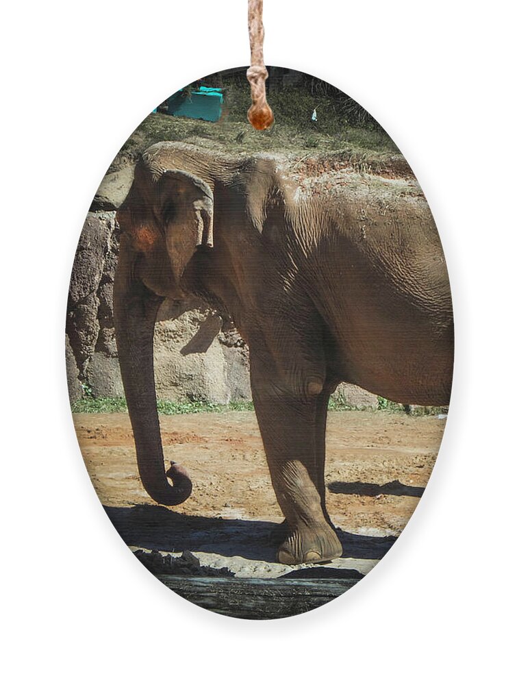 Elephant Ornament featuring the photograph Asian Elephant by Judy Hall-Folde