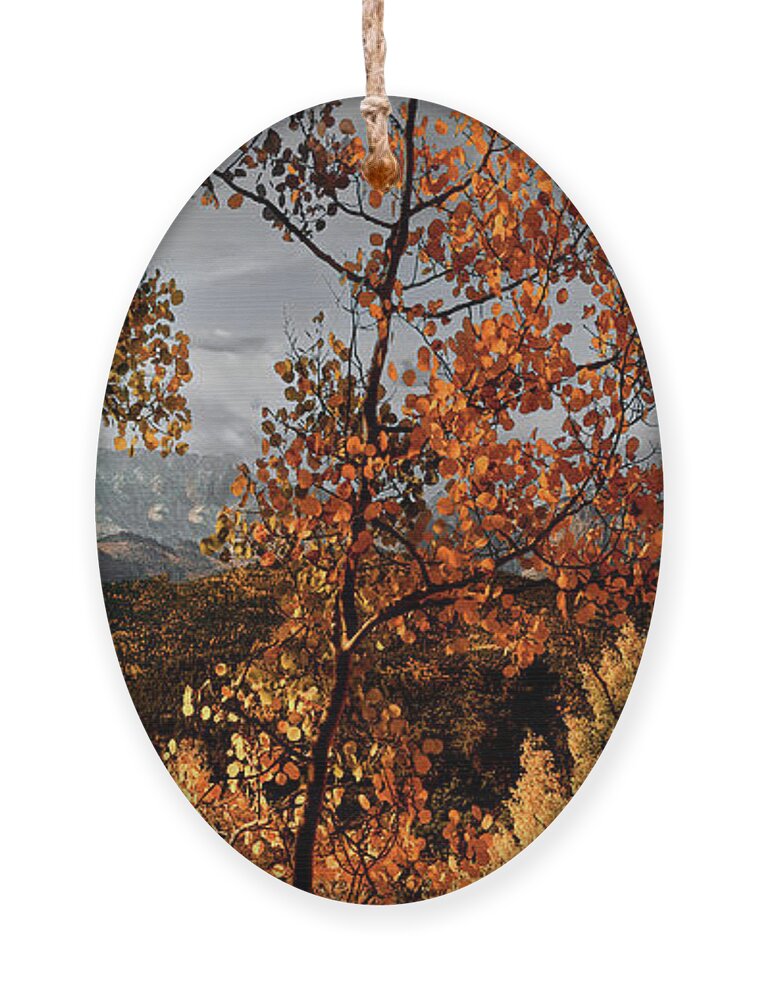 Park Ornament featuring the photograph Aspen Autumn by G Lamar Yancy