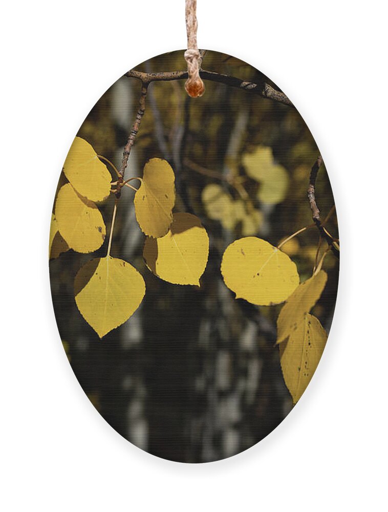 Explore More Ornament featuring the photograph Aspen Leaves by Julieta Belmont