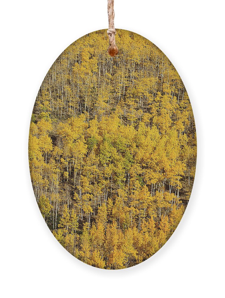 Aspen Ornament featuring the photograph Aspen Texture by Aaron Spong
