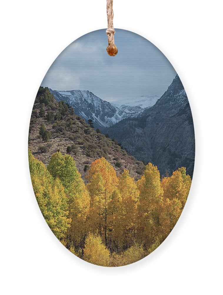 Trees Ornament featuring the photograph Aspen Trees In Autumn by Jonathan Nguyen