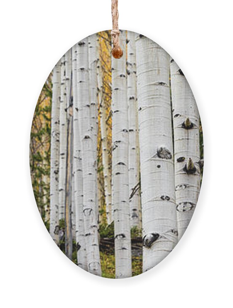 Aspen Ornament featuring the photograph Aspens and Gold - 3 to 1 by Stephen Holst