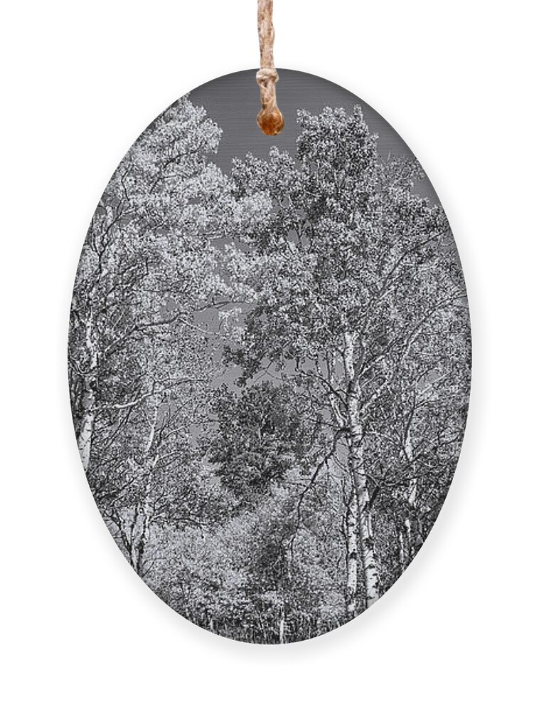 Aspen Trees Ornament featuring the photograph Aspens in Black Hills in fall by Cathy Anderson