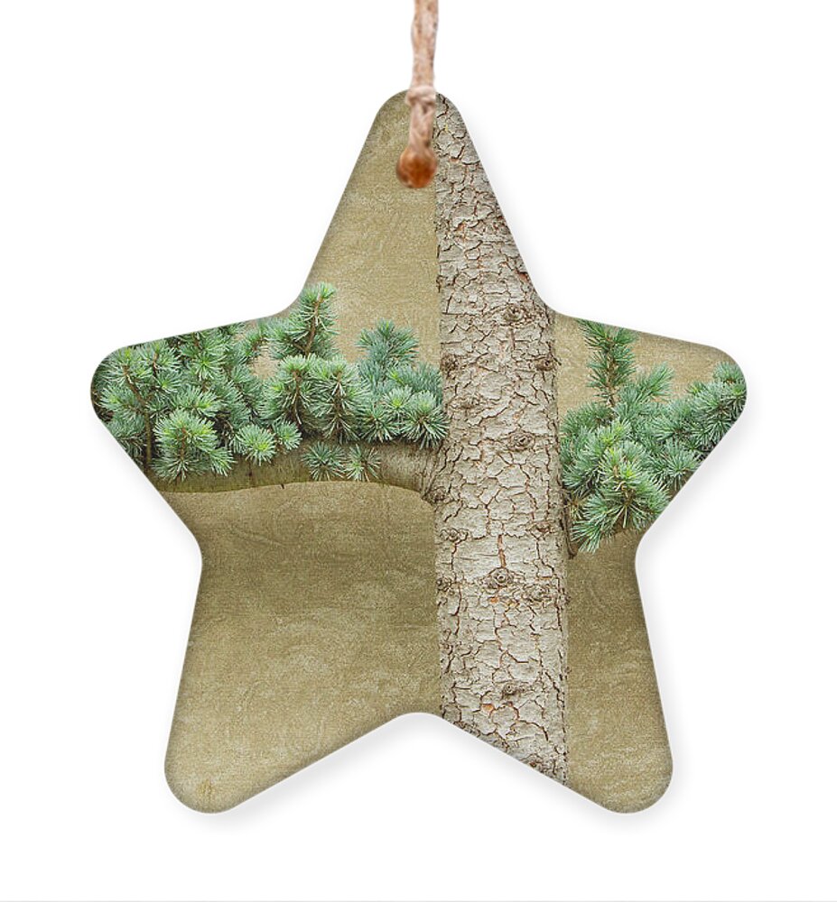 Tree Ornament featuring the photograph Atlantic Cedar Espalier by Marilyn Cornwell