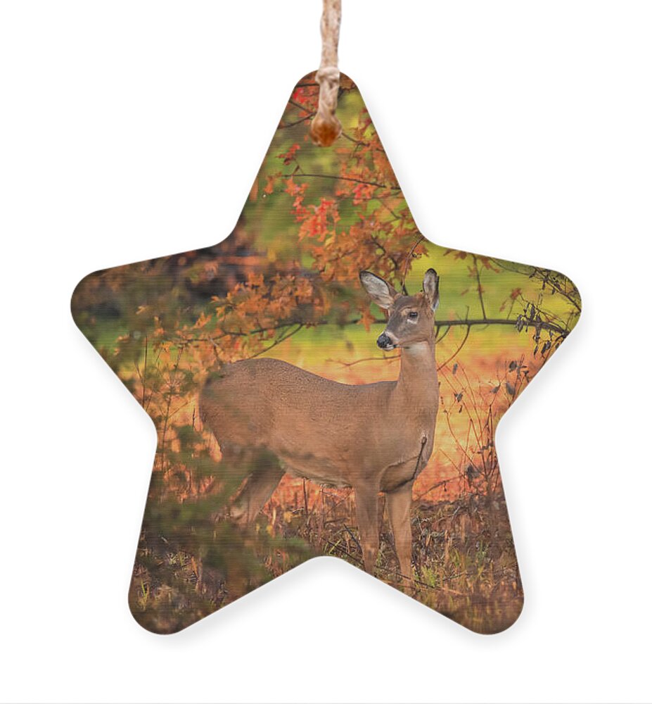 Autumn Deer In Ohio Ornament featuring the photograph Autumn Deer In Ohio by Dan Sproul
