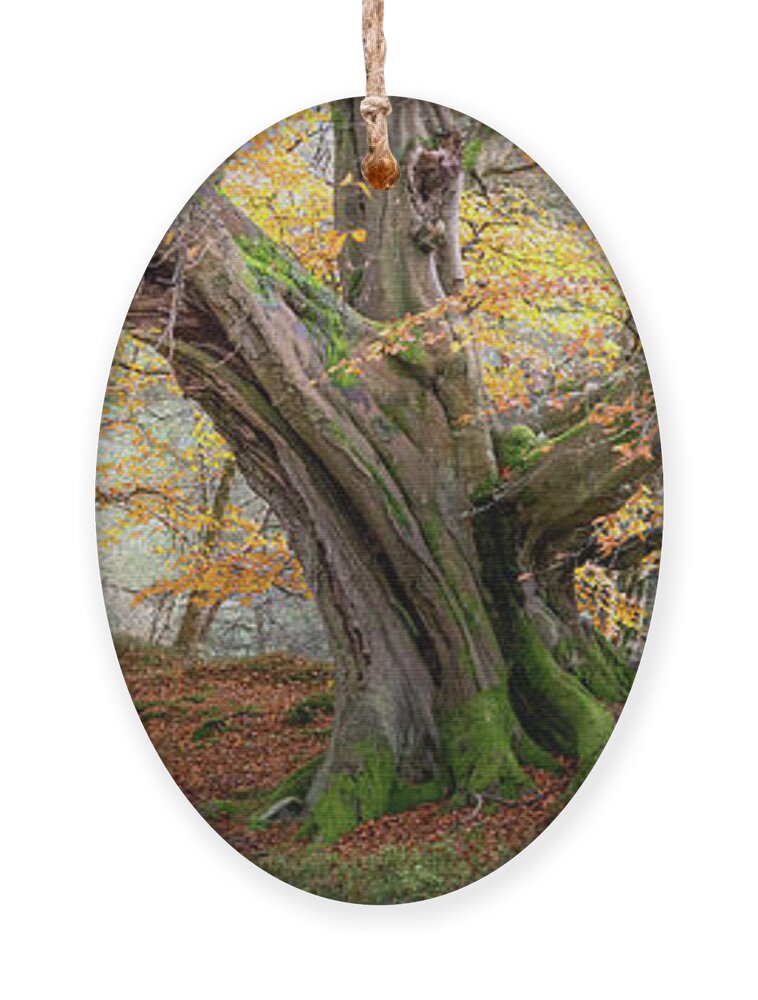 Autumn Ornament featuring the photograph Monarch of the Forest by Anita Nicholson