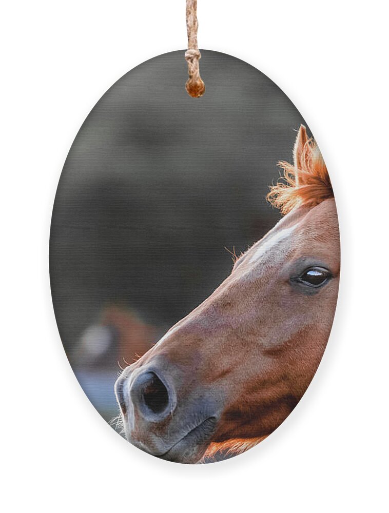 Airey Ornament featuring the photograph Autumn Horses of Uxbridge by Dee Potter