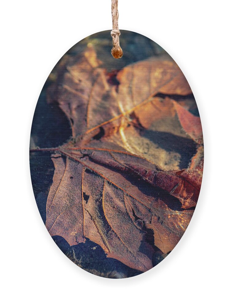 Seasons Ornament featuring the photograph Autumn Underwater - Upper Delaware River by Amelia Pearn