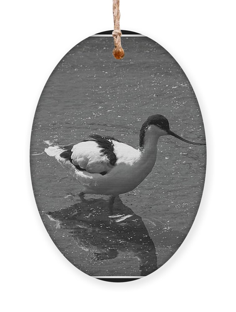 Bird Ornament featuring the photograph Avocets Black and White by Jeff Townsend