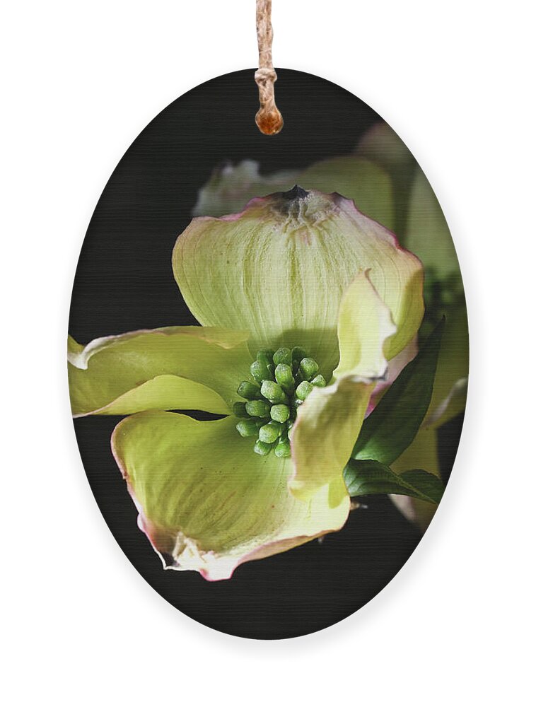 Dogwood Ornament featuring the photograph Awakening Dogwood by Steven Nelson