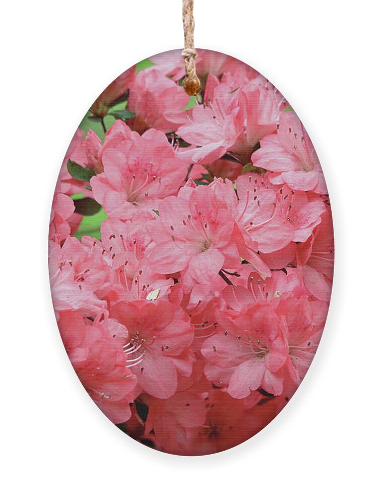Flowers Ornament featuring the photograph Azalea Blossoms by Trina Ansel
