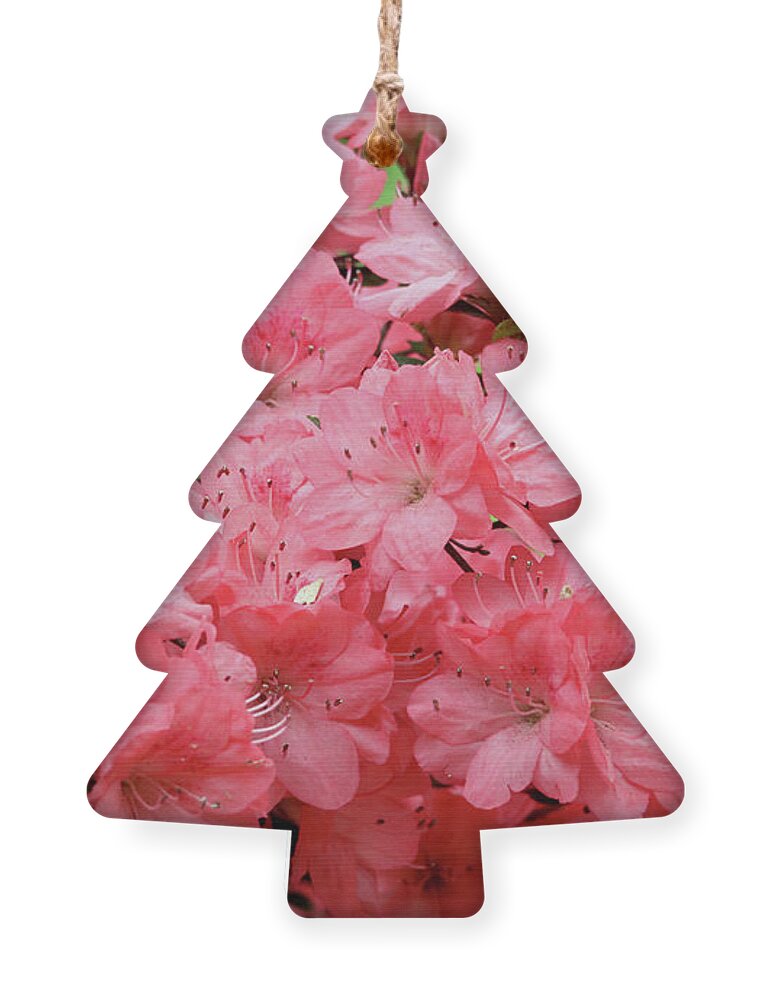 Flowers Ornament featuring the photograph Azalea Blossoms by Trina Ansel
