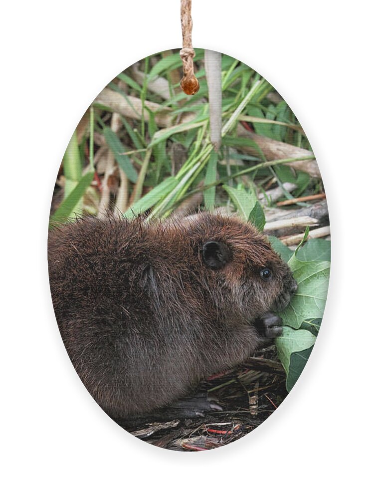 Beavers Ornament featuring the photograph Baby Beaver Eating a Maple Leaf by Peggy Collins