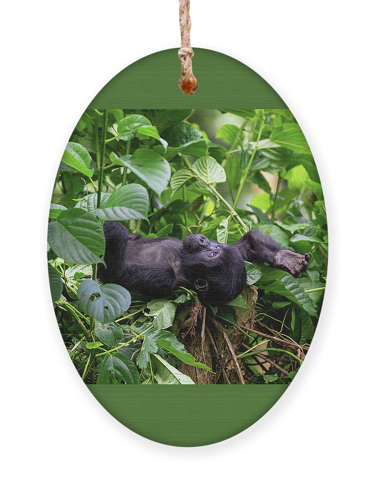 Gorilla Ornament featuring the photograph Baby gorilla by Jane Rix
