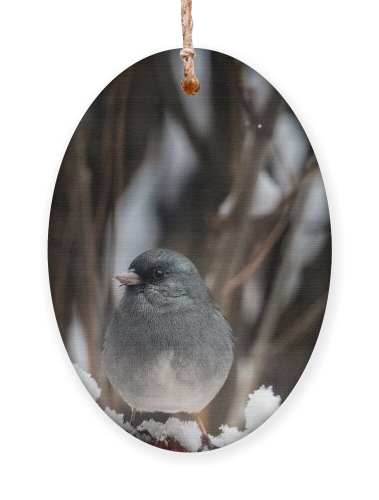 Junco Ornament featuring the photograph Baby, it's Cold Outside by Laura Putman