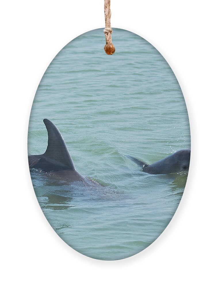 Dolphin Ornament featuring the photograph Baby Joy by Patricia Schaefer