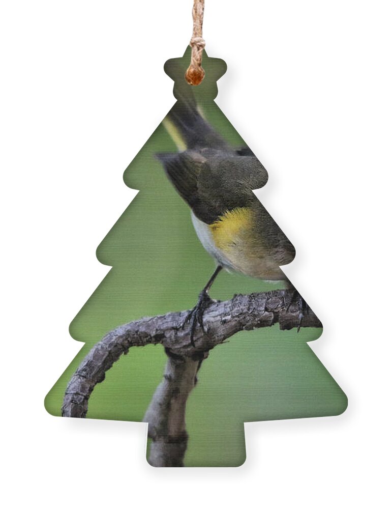 Tree Ornament featuring the photograph Backyard Warbler by Montez Kerr