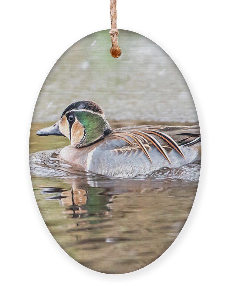 Baikal Teal Ornament featuring the photograph Baikal Teal, a beautiful and rare visitor in Sweden by Torbjorn Swenelius
