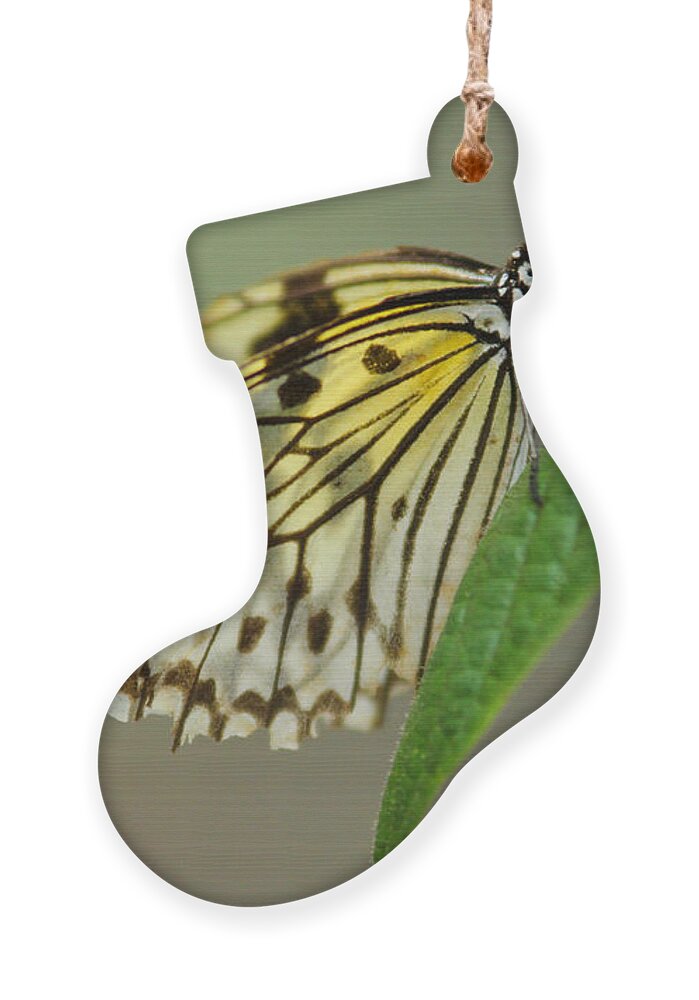 Butterfly Ornament featuring the photograph Balancing Butterfly by Montez Kerr
