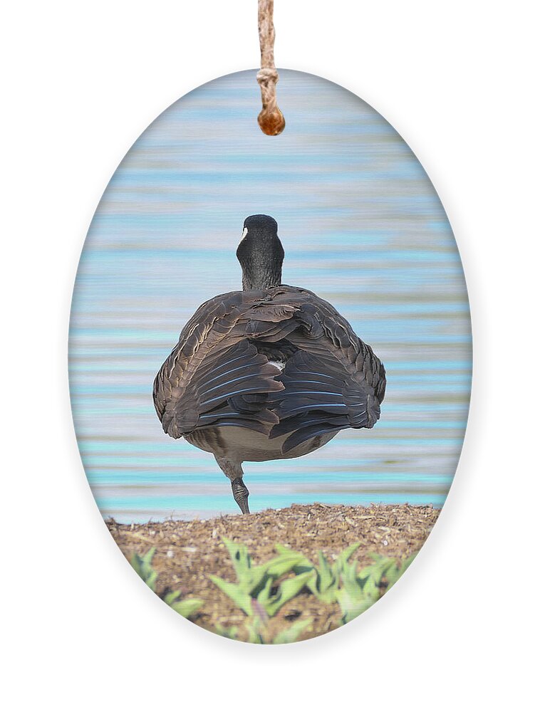 Bird Ornament featuring the photograph Balancing by the Water's Edge by Bentley Davis