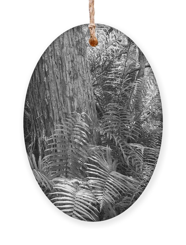 Bald Cypress Ornament featuring the photograph Bald Cypress Vertical Black and White 2 by L Bosco