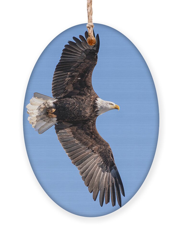 American Bald Eagle Ornament featuring the photograph Bald Eagle 2019-20-1 by Thomas Young