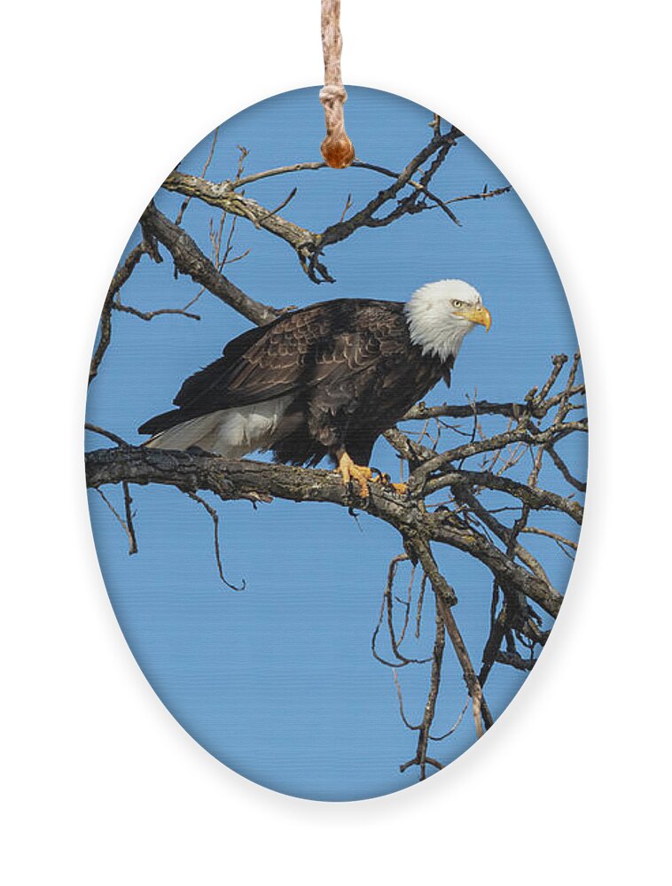American Bald Eagle Ornament featuring the photograph Bald Eagle 2019-21 by Thomas Young