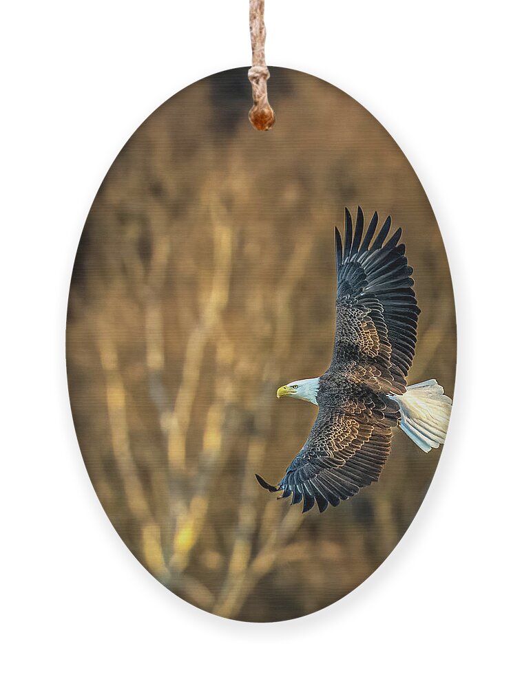 Bald Eagle Ornament featuring the photograph Bald Eagle in its glory by Brian Shoemaker