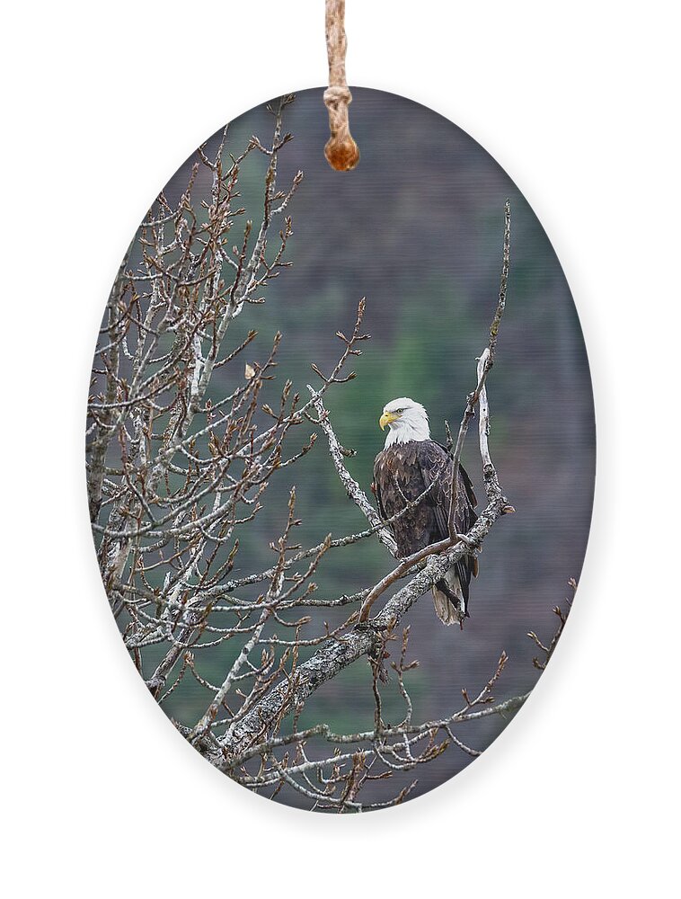 Bald Eagle Profile Ornament featuring the photograph Bald Eagle Profile by Jemmy Archer