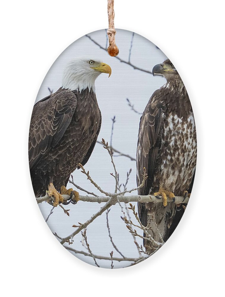 Bald Eagles Ornament featuring the photograph Bald Eagles on Branch by Wesley Aston