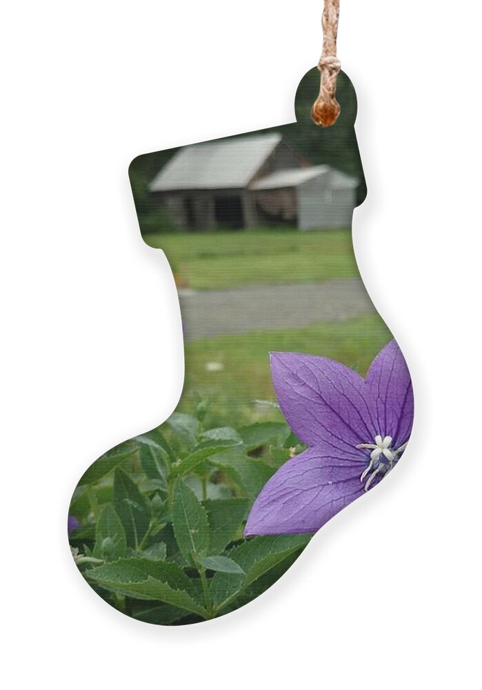Balloon Flower Ornament featuring the photograph Balloon Flowers and Barn by Vicki Noble