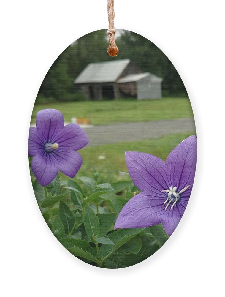 Balloon Flower Ornament featuring the photograph Balloon Flowers and Barn by Vicki Noble