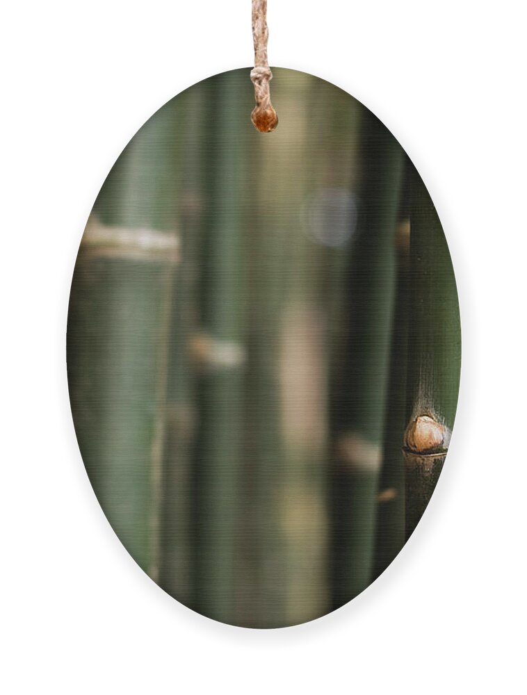 Bamboo Ornament featuring the photograph Bamboo green canes by Josu Ozkaritz