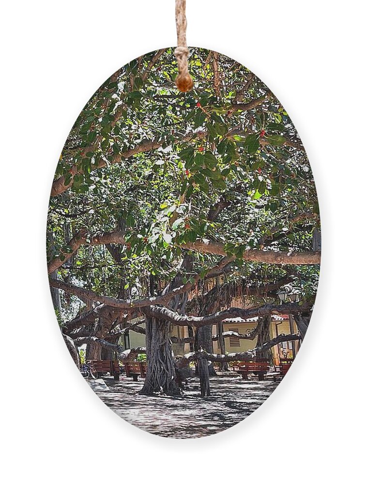 Photograph Ornament featuring the photograph Banyan Tree by Beverly Read