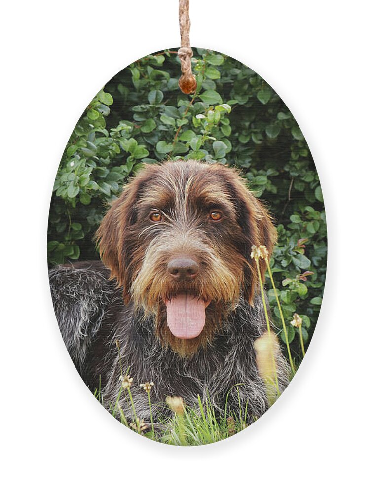 Dog Ornament featuring the photograph Barbu tcheque typical for czech republic lying in shadow during hot summer days. Female dog with tongue out is looking at camera. Outdoor activities. Tired after hunting. Happy expression by Vaclav Sonnek