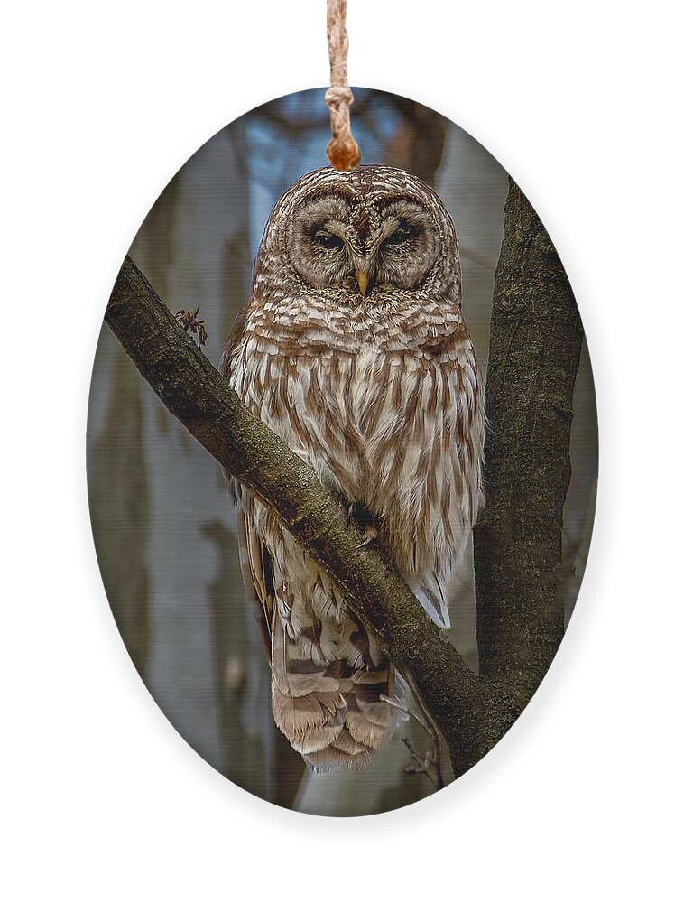 Animal Ornament featuring the photograph Barred Owl by Brian Shoemaker