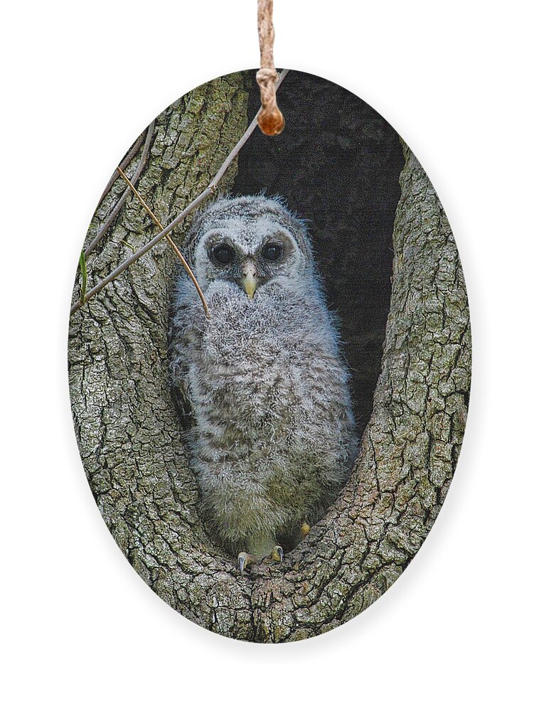 Owlet Ornament featuring the photograph Barred Owlet by Judy Cuddehe
