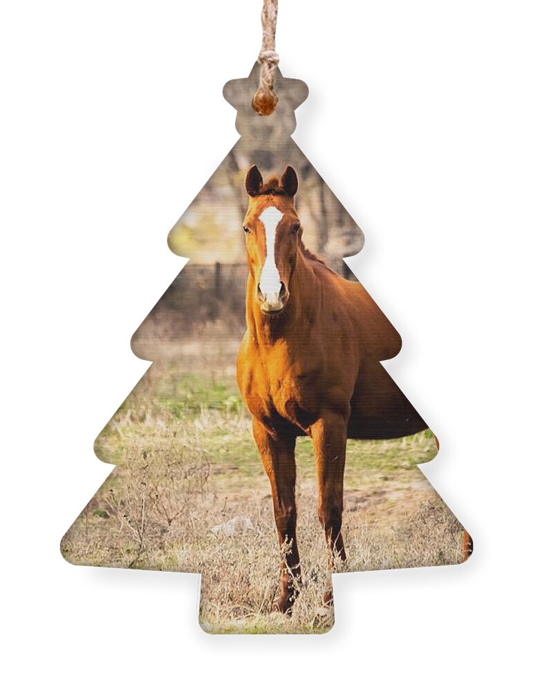 Horse Ornament featuring the photograph Bay Horse 1 by C Winslow Shafer