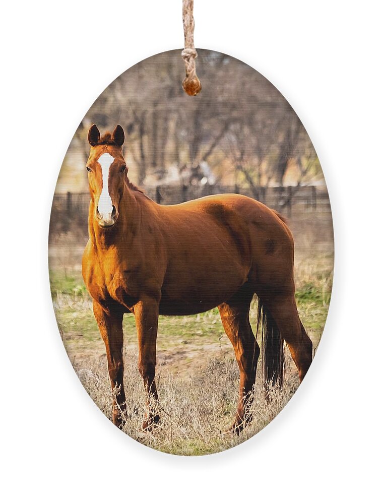 Horse Ornament featuring the photograph Bay Horse 2 by C Winslow Shafer