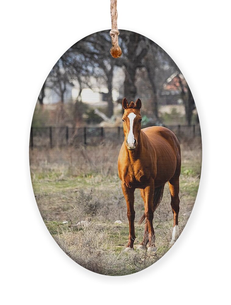 Horse Ornament featuring the photograph Bay Horse 3 by C Winslow Shafer