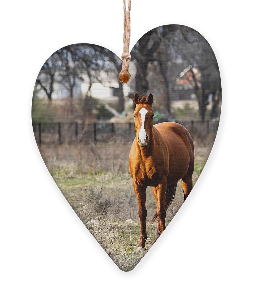 Horse Ornament featuring the photograph Bay Horse 3 by C Winslow Shafer